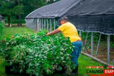 Trabajo en Agricultura en Canadá para Mexicanos 2025