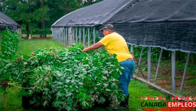 Trabajo en Agricultura en Canadá para Mexicanos 2025