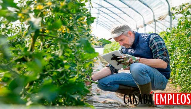 Trabajos más accesibles para latinos en Canadá sectores y requisitos